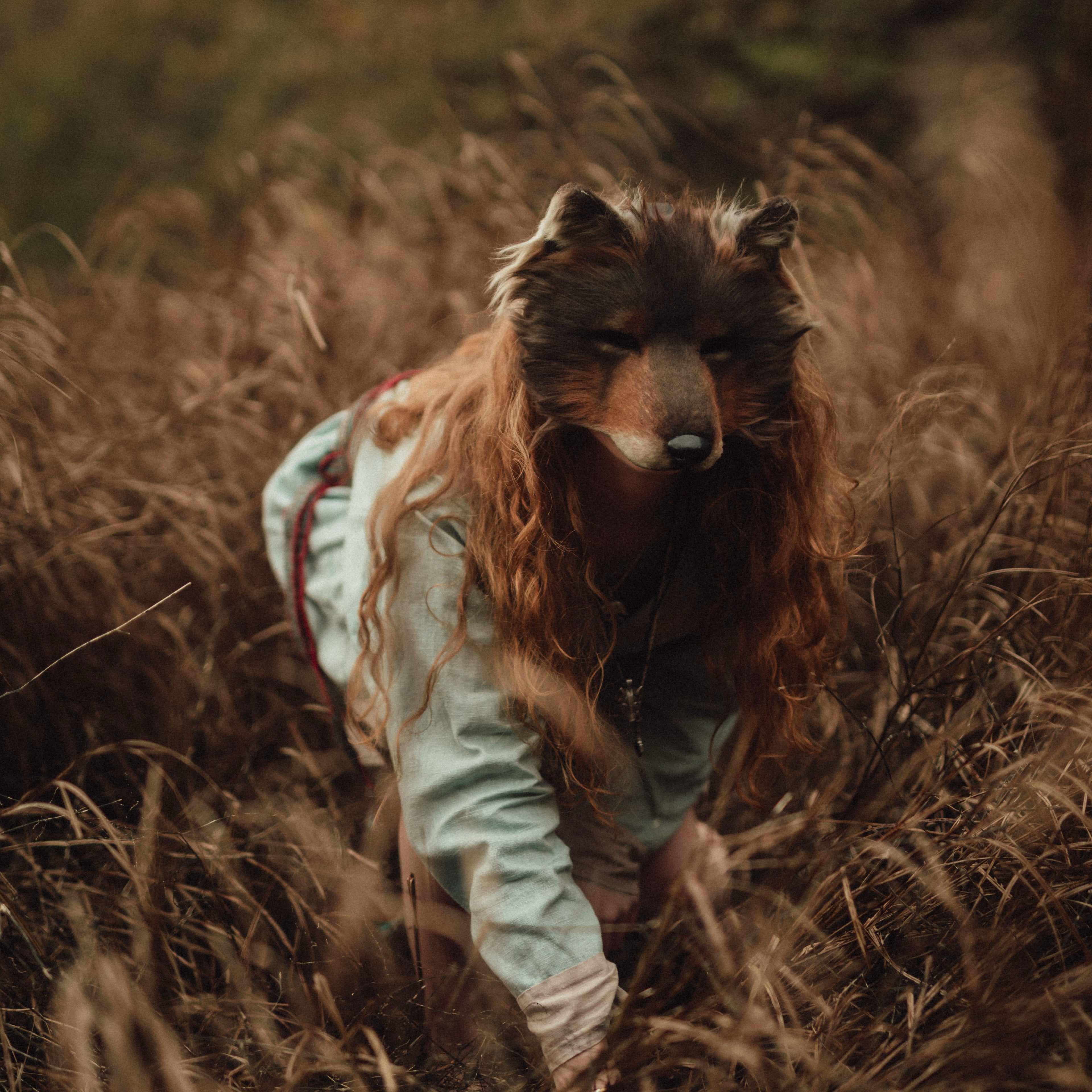 Little Red Riding Hood lied: Facts vs. Fiction